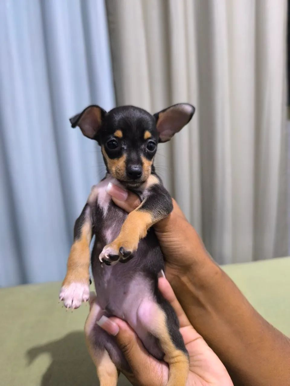 Filhote de Pinscher Machinho 