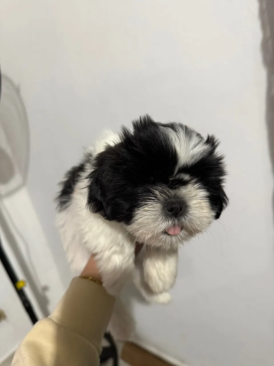 Filhote Shih Tzu