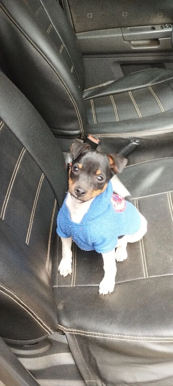 Fox paulistinha/ Terrier brasileiro macho