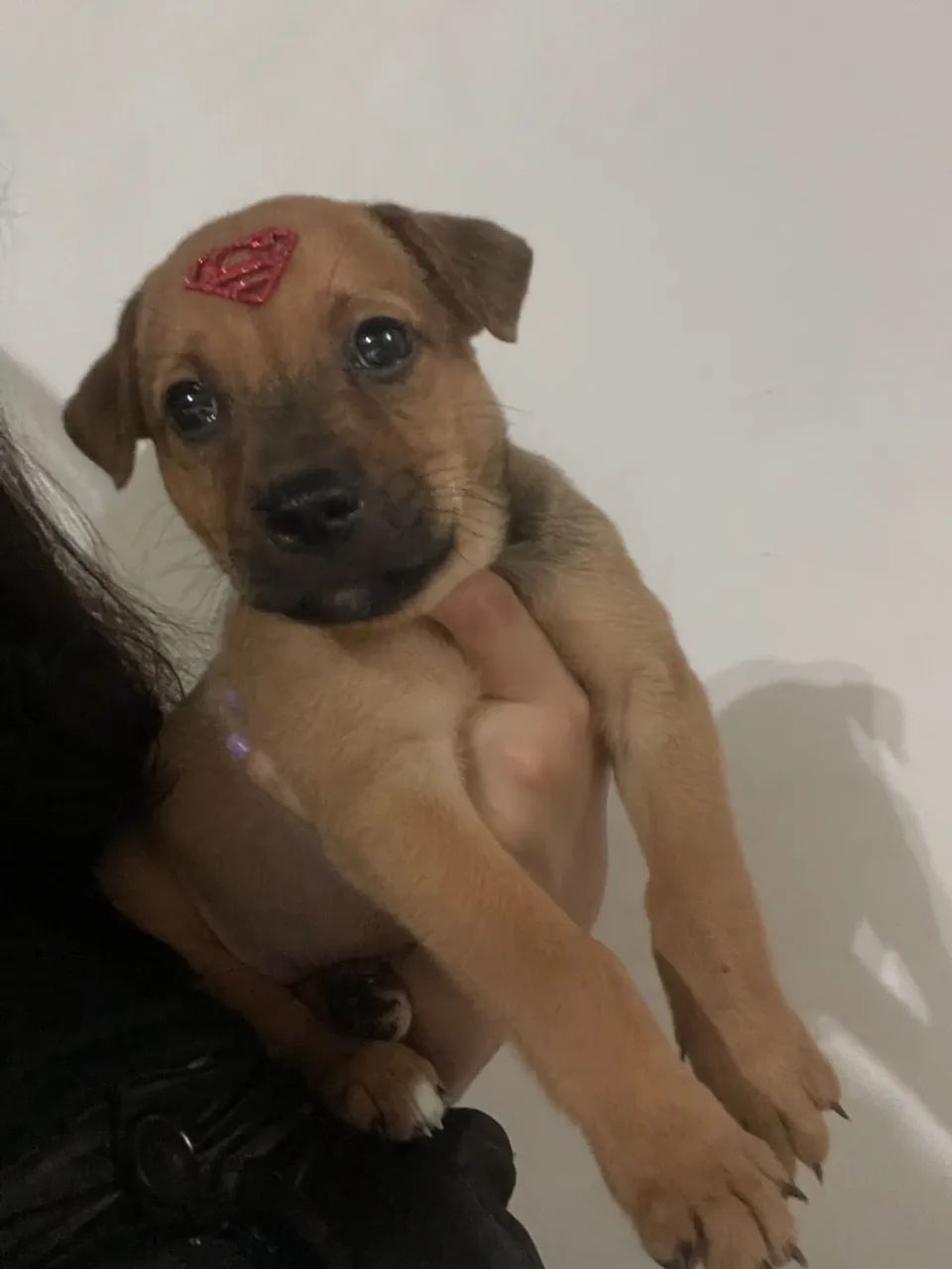 SRD com 40 dias  - Foto 2