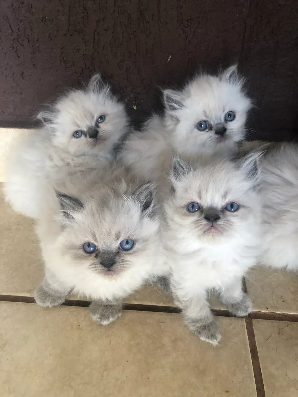 Filhote de gato Persa Himalaio com Siamês 