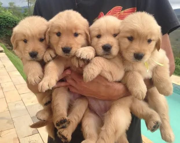 Filhotes de Golden  - Foto 3