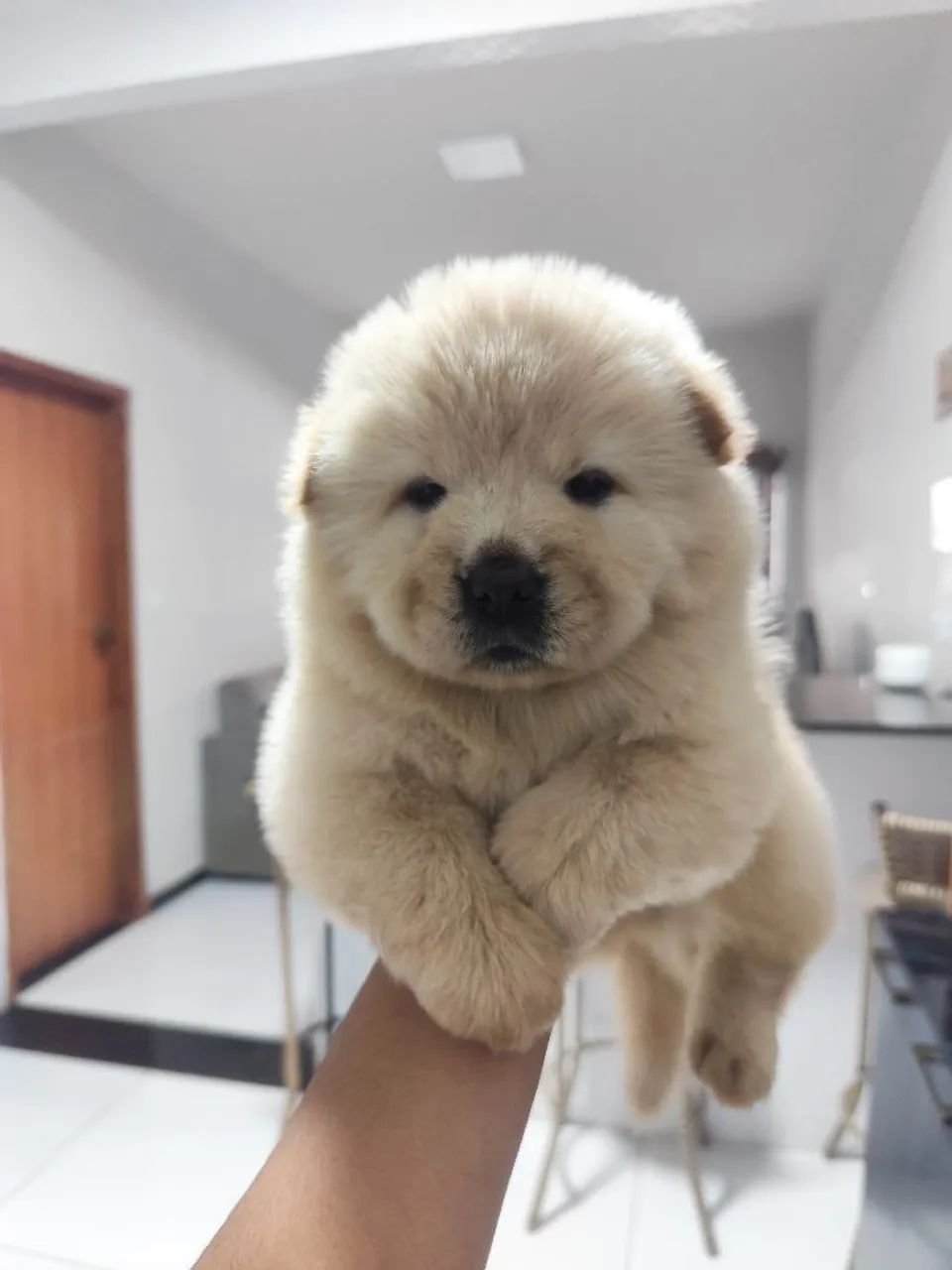 Chow Chow fêmeas claras e macho preto - Foto 2