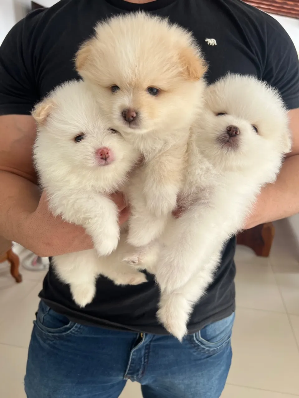 Filhotes de Spitz Alemão Fofinhos