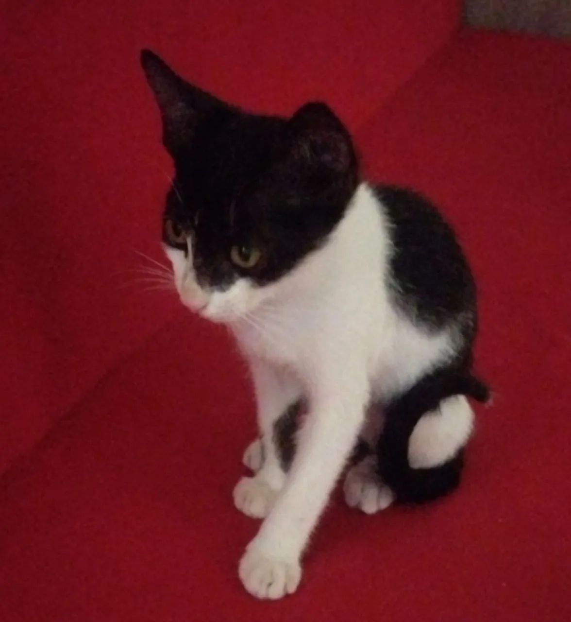 Gatos para adoção responsável  - Foto 3