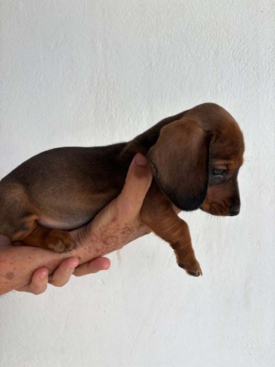 Dachshund fêmea 