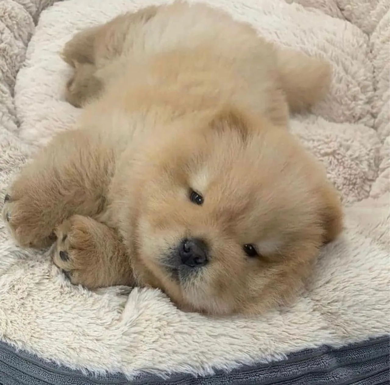  Chow-Chow filhote
