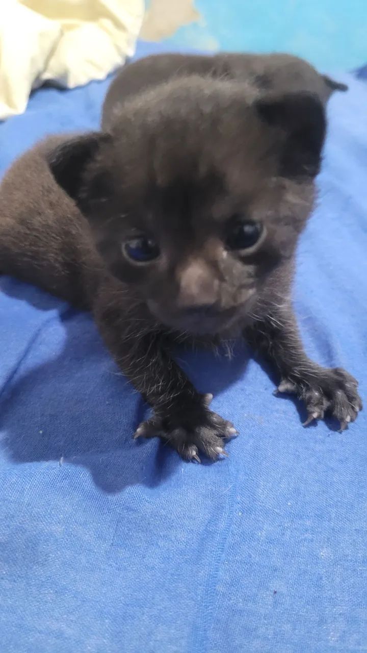 Gata e filhotes  - Foto 2