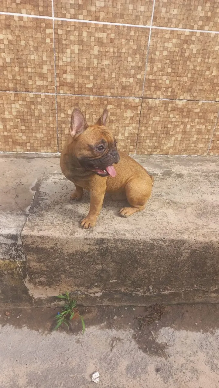 VENDO. BULLDOG FRANCÊS ADULTO