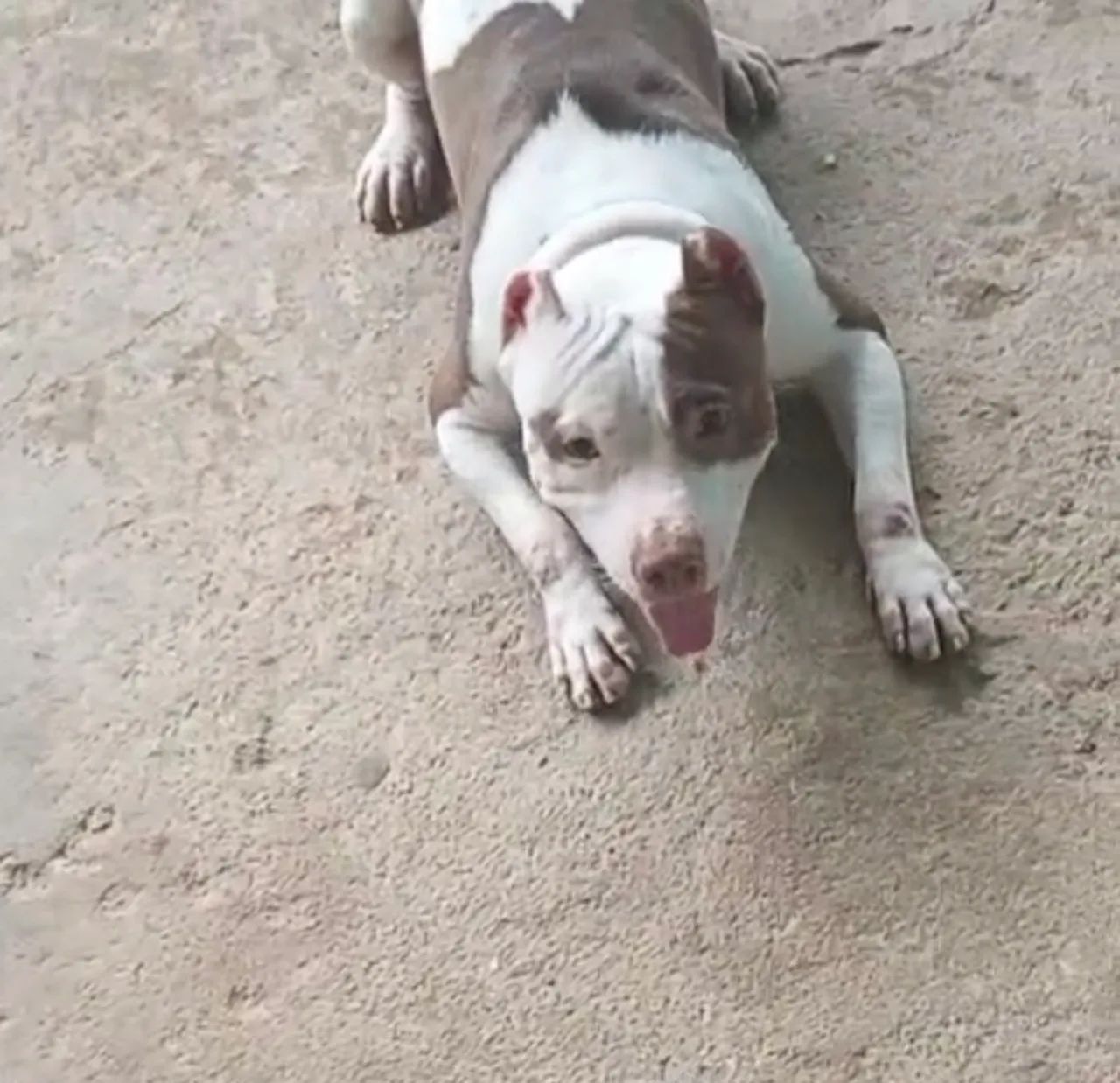 Pitbull 