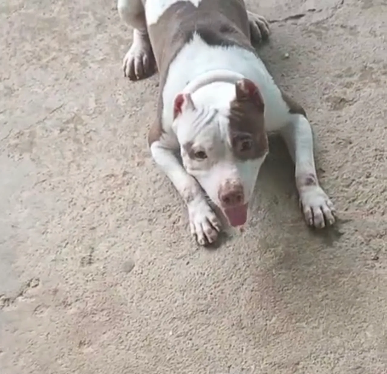 Pitbull