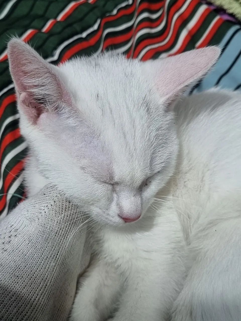 gatinho filhote 3 meses - Foto 2