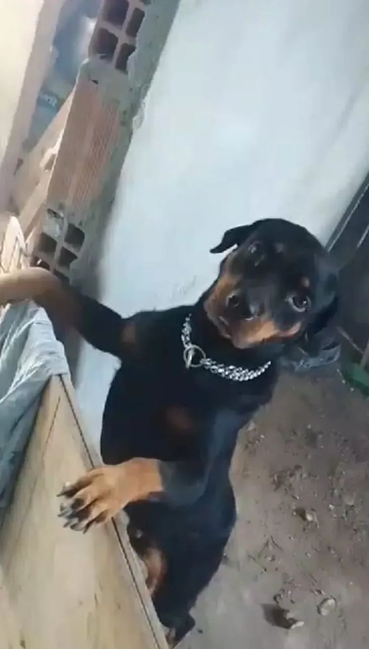 Fêmea rottweiler 1 ano virgem valor 600 reais.