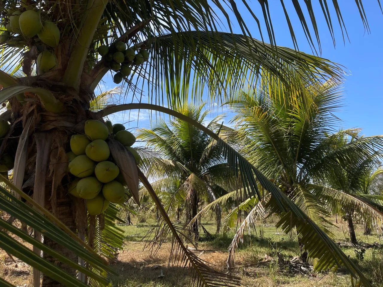 Coco verde 64298558227586122