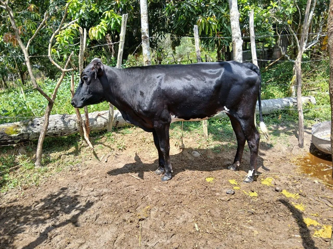 2  novilhas  girolanda  - Foto 6