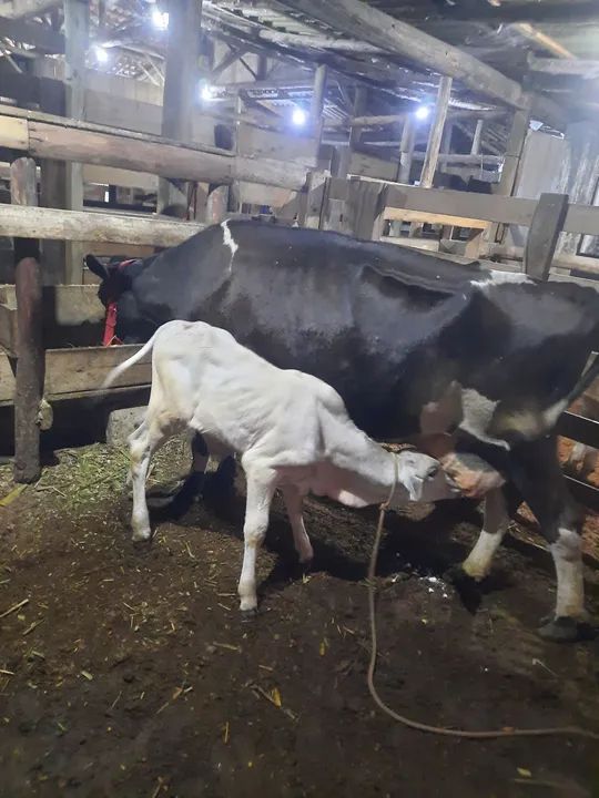 Vaca mais bezerro  - Foto 2