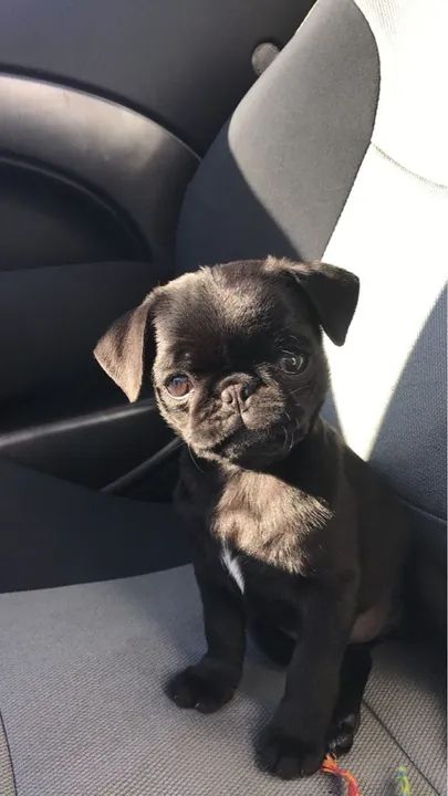 Pug black pronta entrega 