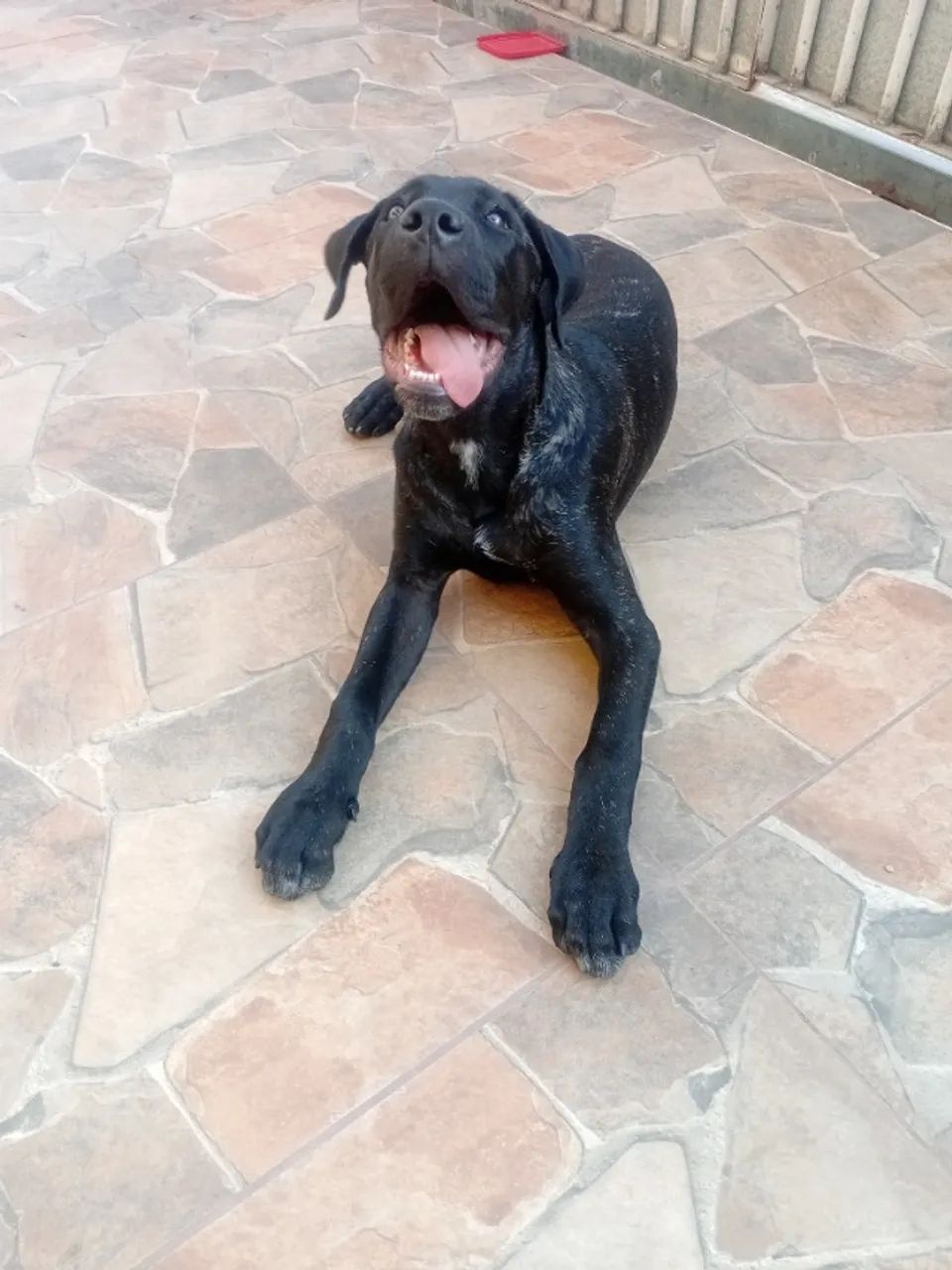 CANE CORSO - Foto 2