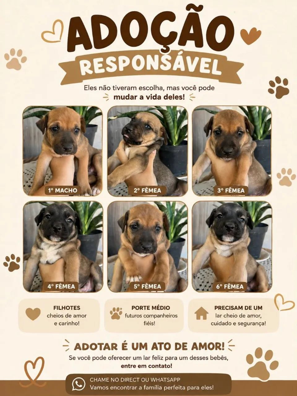 Doação Responsável e com amor!!