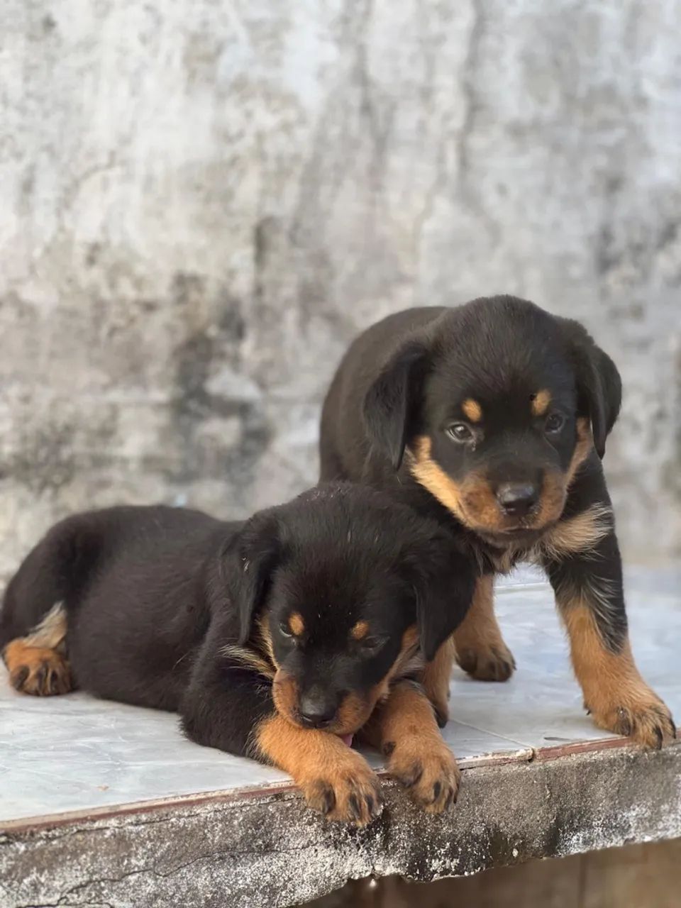 Vendo - Foto 4