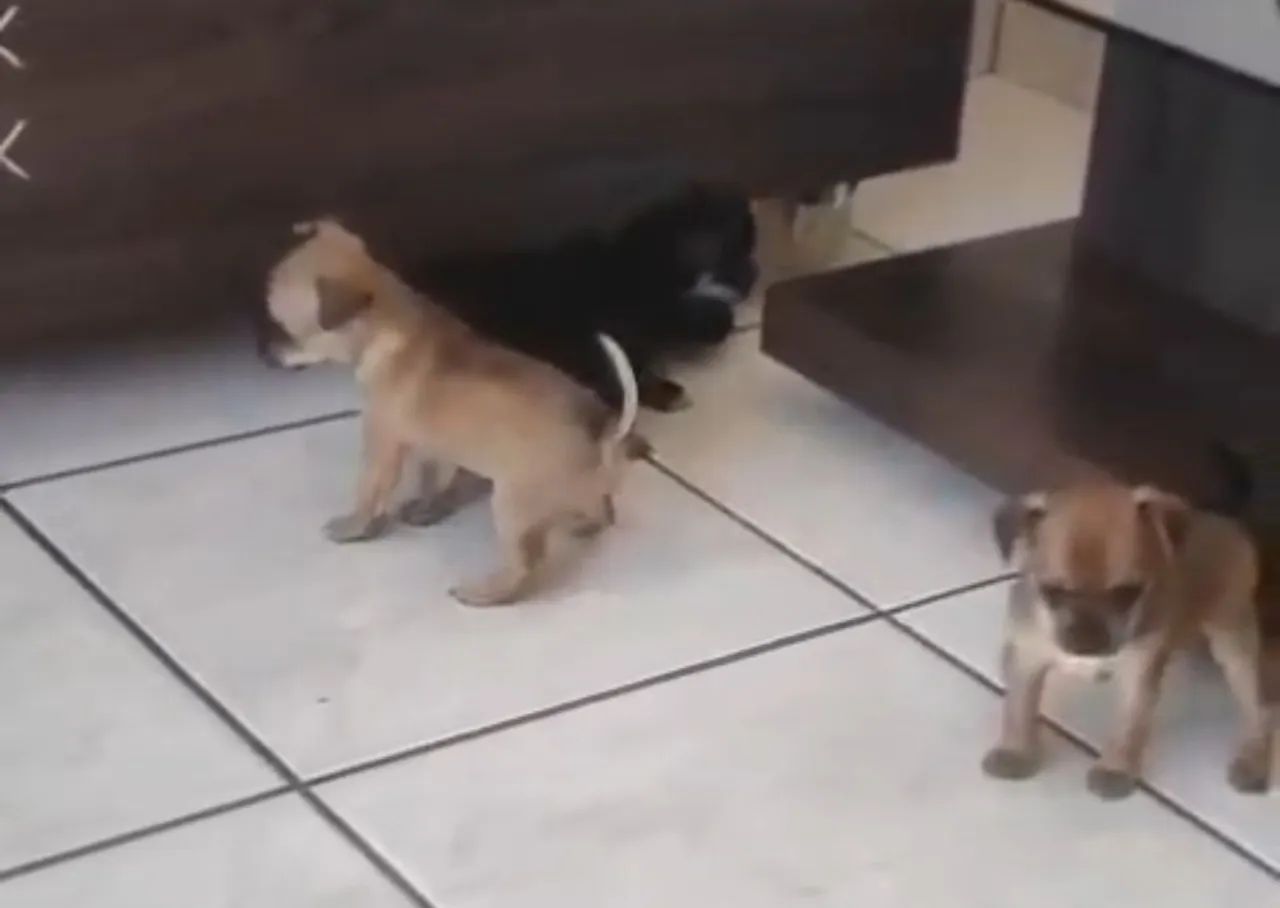 Pinscher DOAÇÃO 