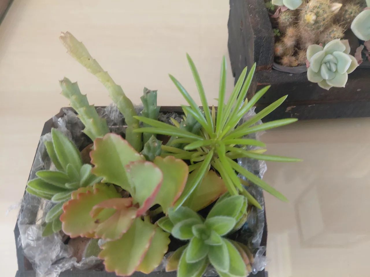 Jardinagem 