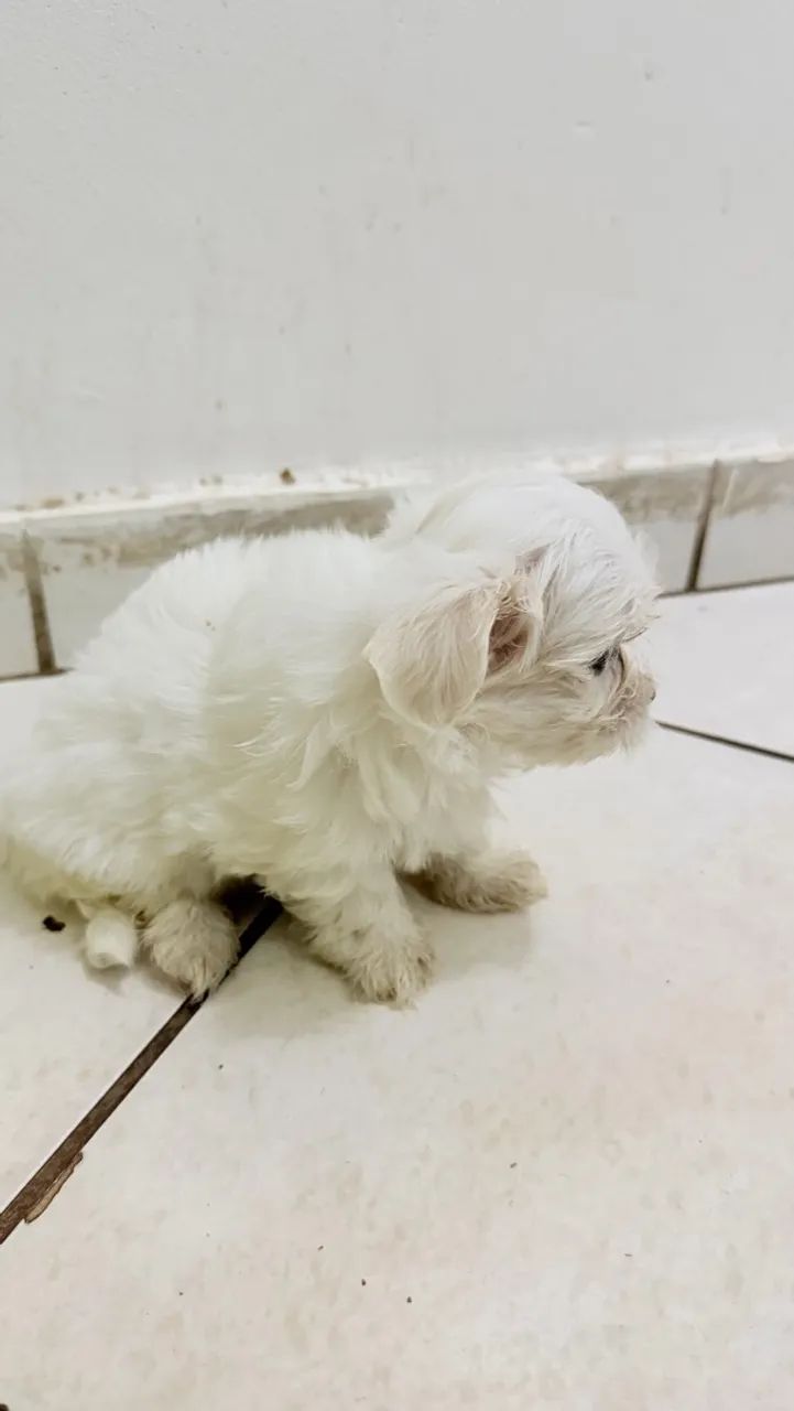 Maltês mini  - Foto 2