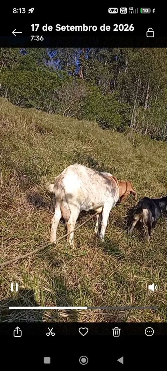 Cabra com 2 filhote - Foto 5