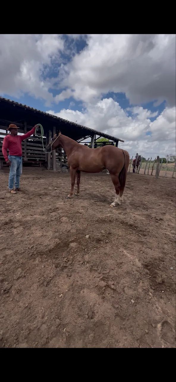 Porda quarto de milha à venda