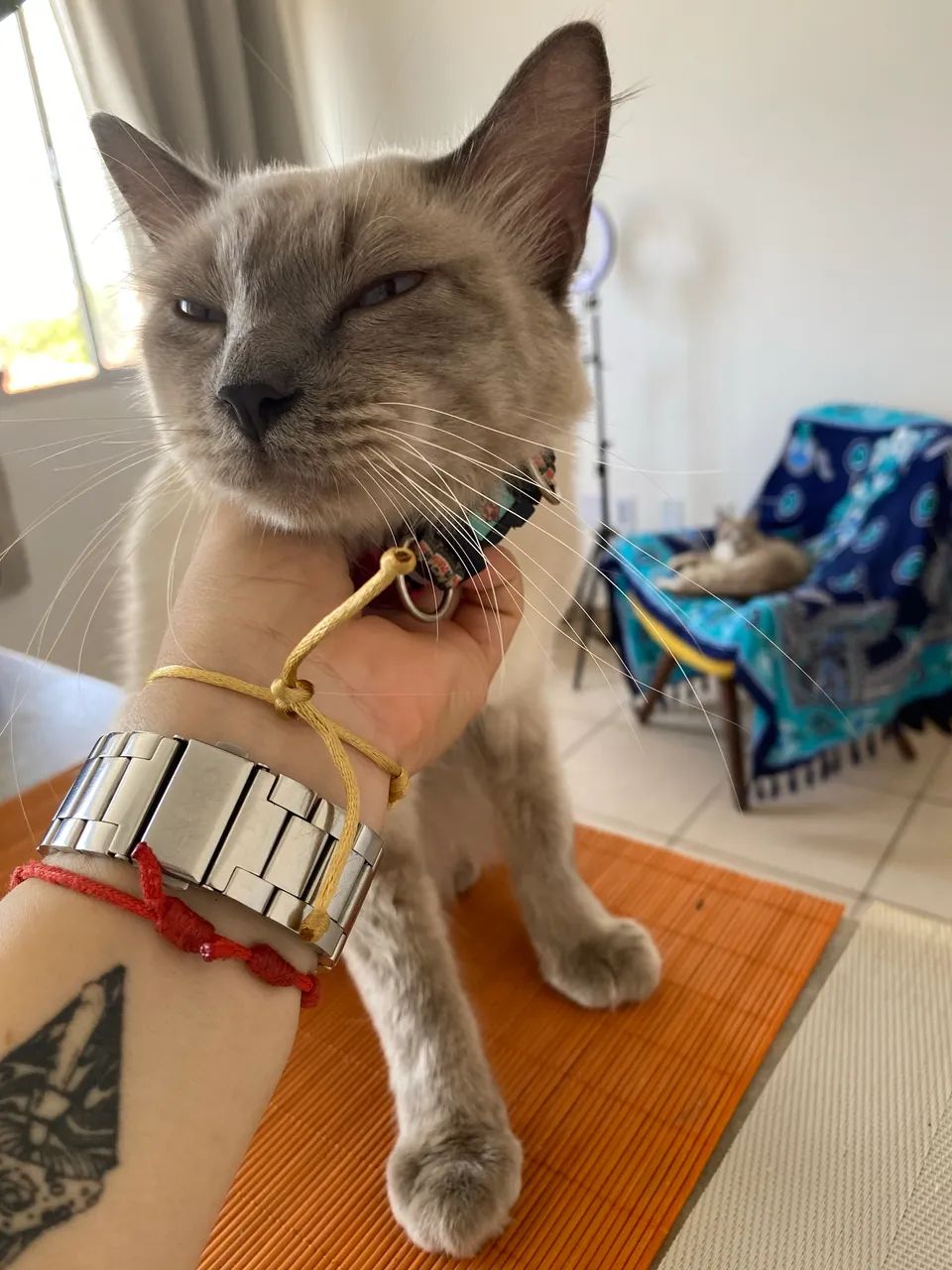 Gato para adoção responsável CASTRADO - Foto 3