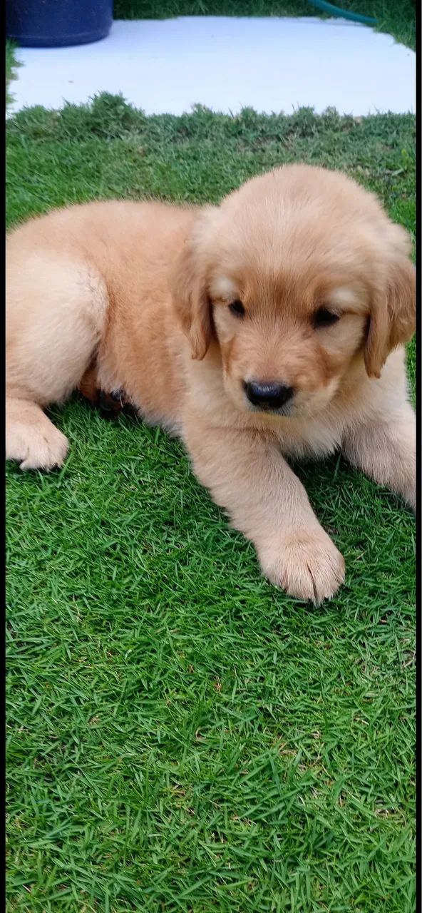 Golden retriever  - Foto 2