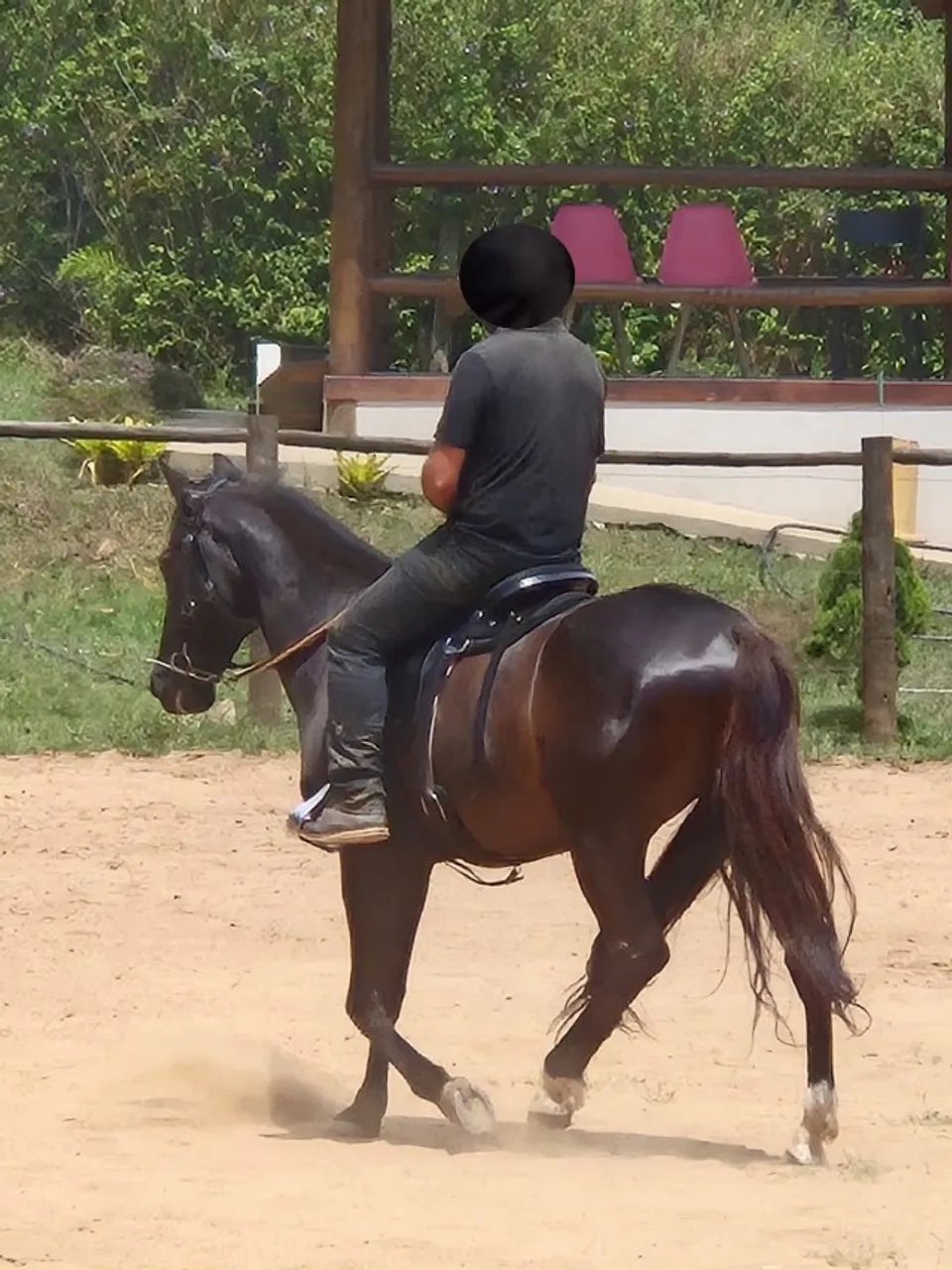 CAVALO CAMPEÃO MANGALARGA MARCHADOR - DAMASCO (10 ANOS - CASTRADO) - Foto 4