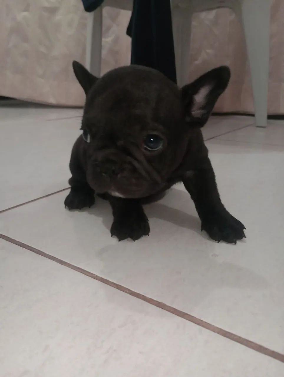 Buldogue Francês fêmea  - Foto 3