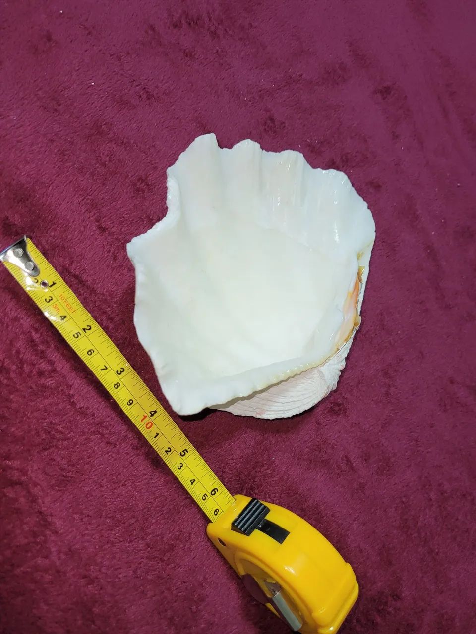 Conchas Hippopus hippopus grande com uma ponta quebrada