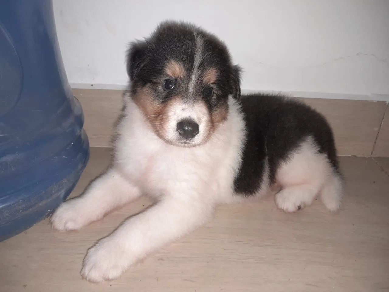 Filhote de Border collie - Foto 5