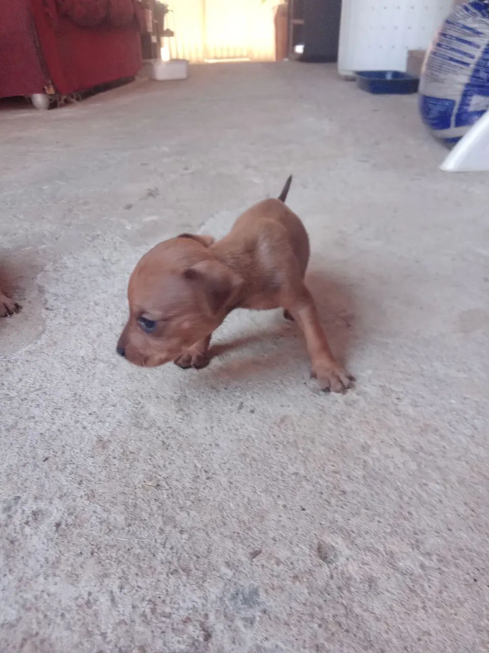 Somente  vendo  - Foto 2