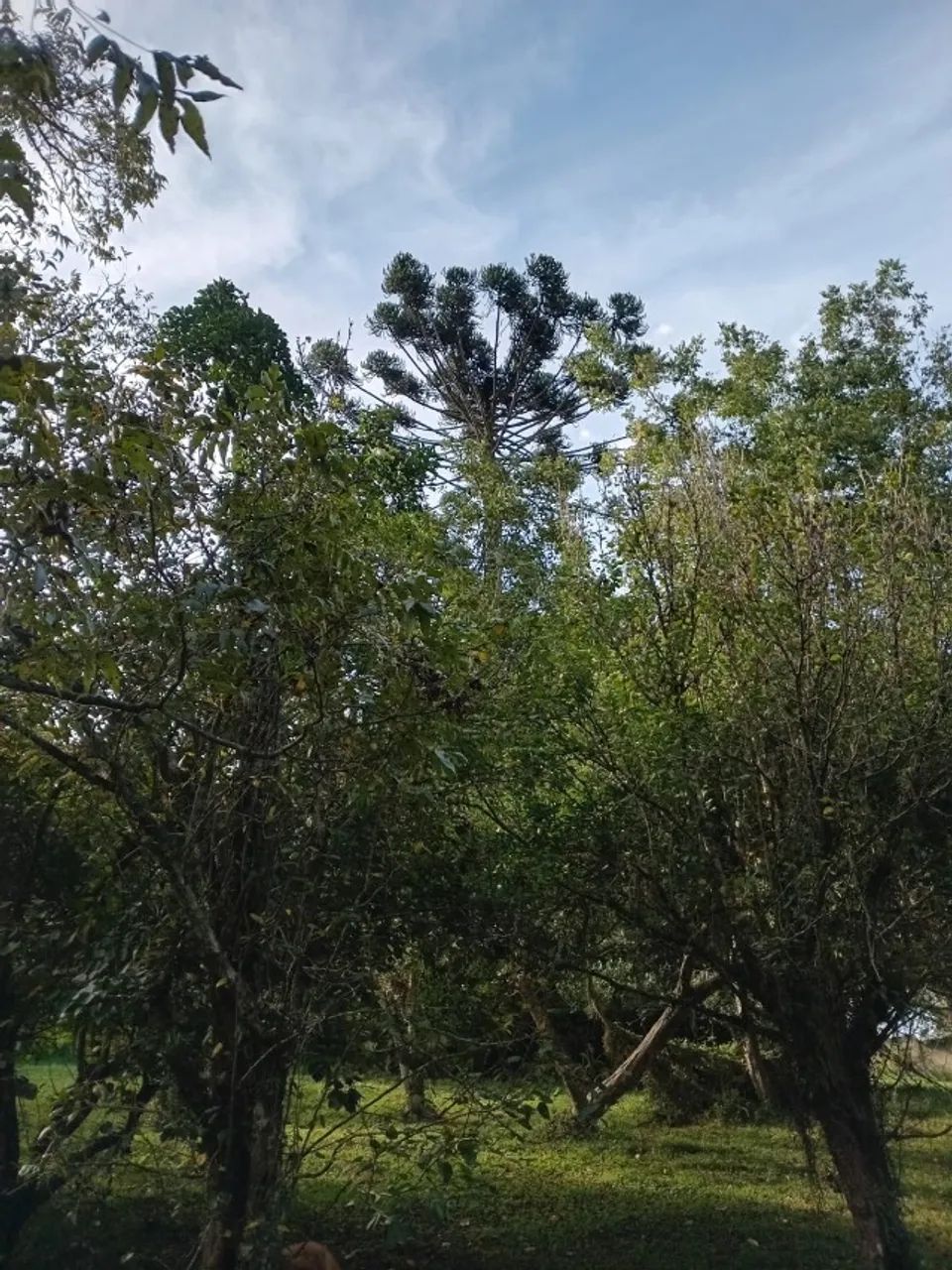Chácara com 7485m² Murada com Escritura 2 Casas em Suzano - Foto 5