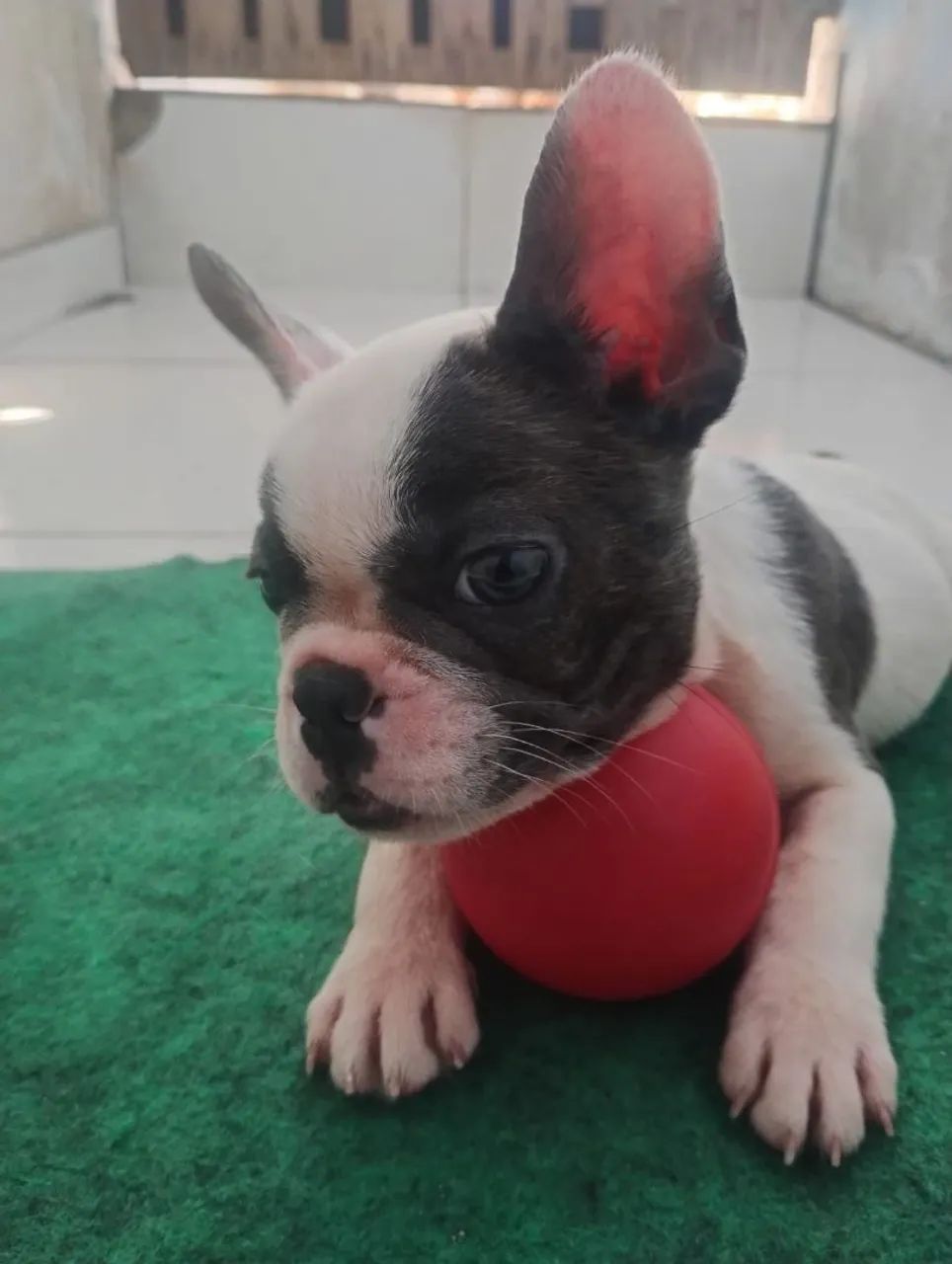 Bulldog francês  - Foto 2