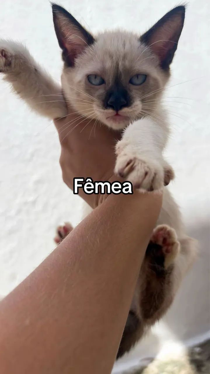 Adoção de gatinhos  - Foto 2
