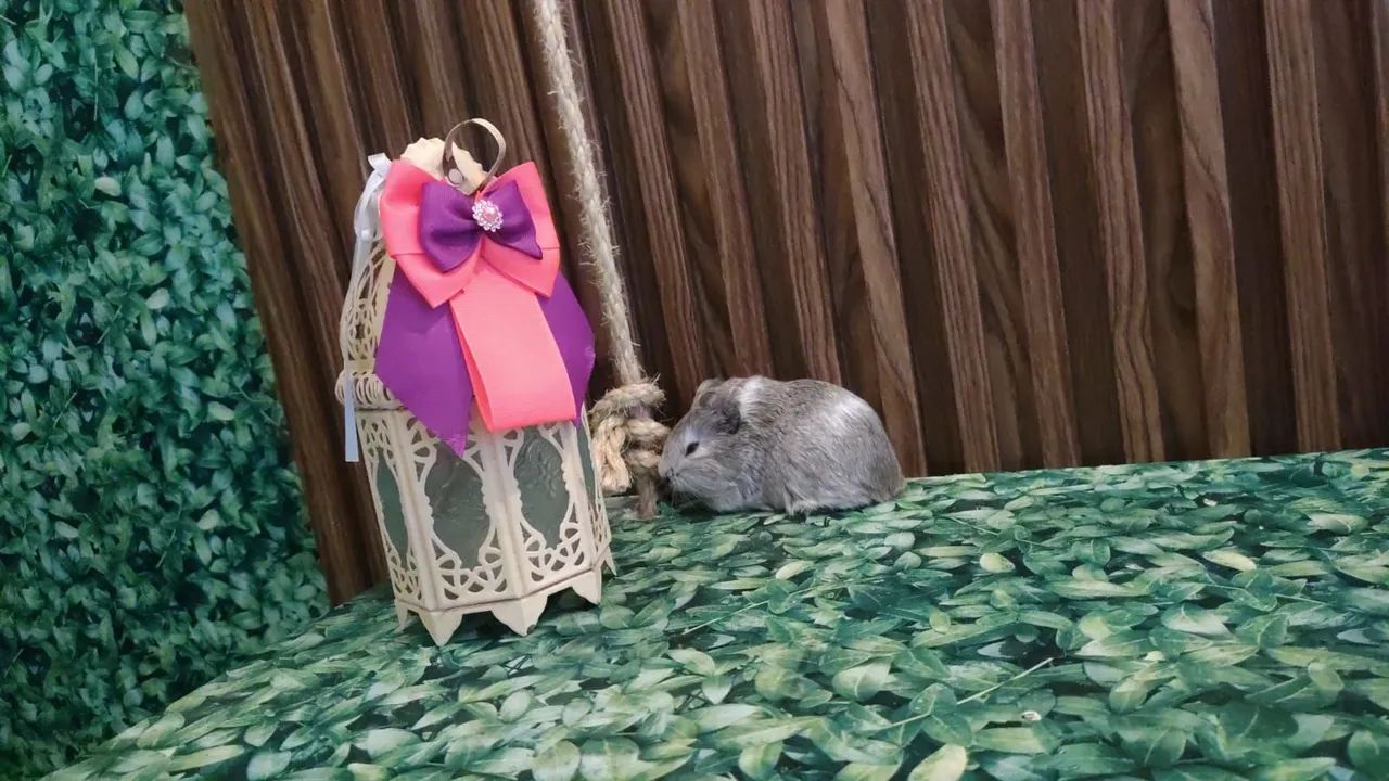 Porquinho da Índia - Foto 4