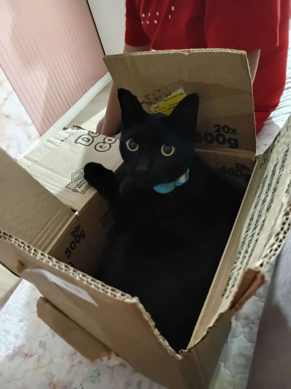 Doando gato macho castrado - Foto 4