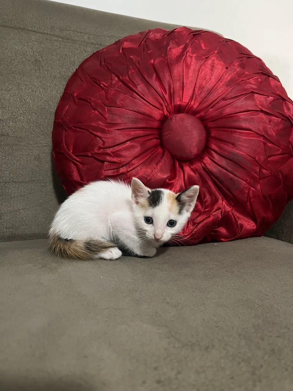 Doação de gata - Foto 5