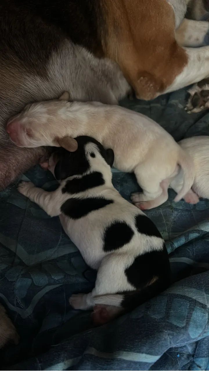 Filhotes de Beagle 