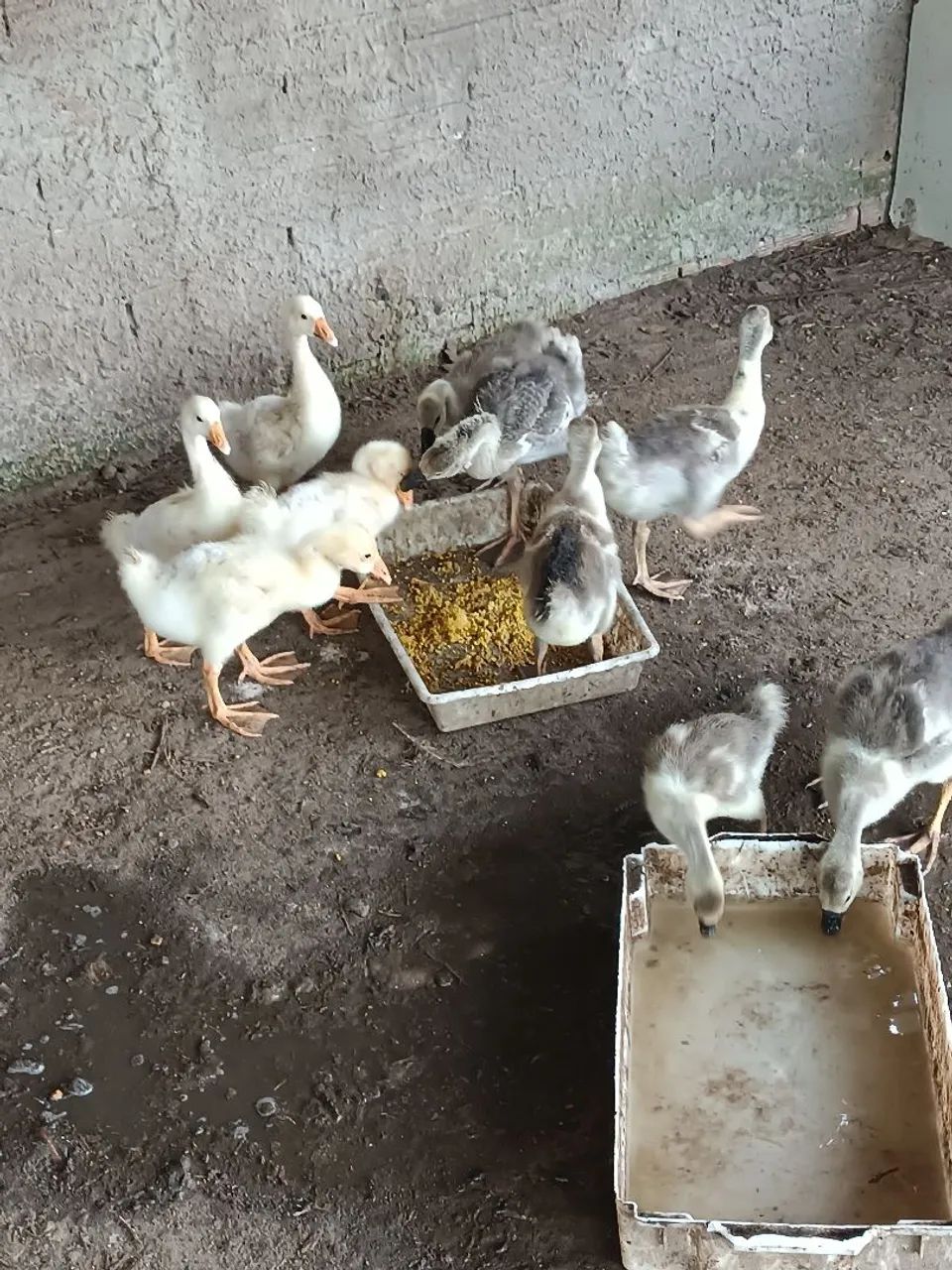 Filhotes de Ganso sinaleiro branco e pardo. - Foto 4