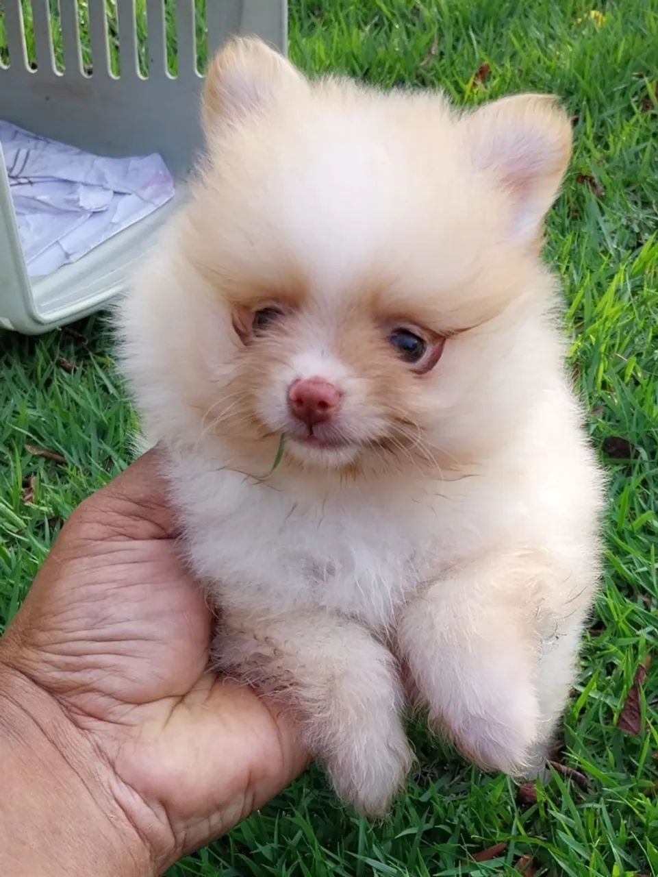 Spitz alemão  - Foto 3