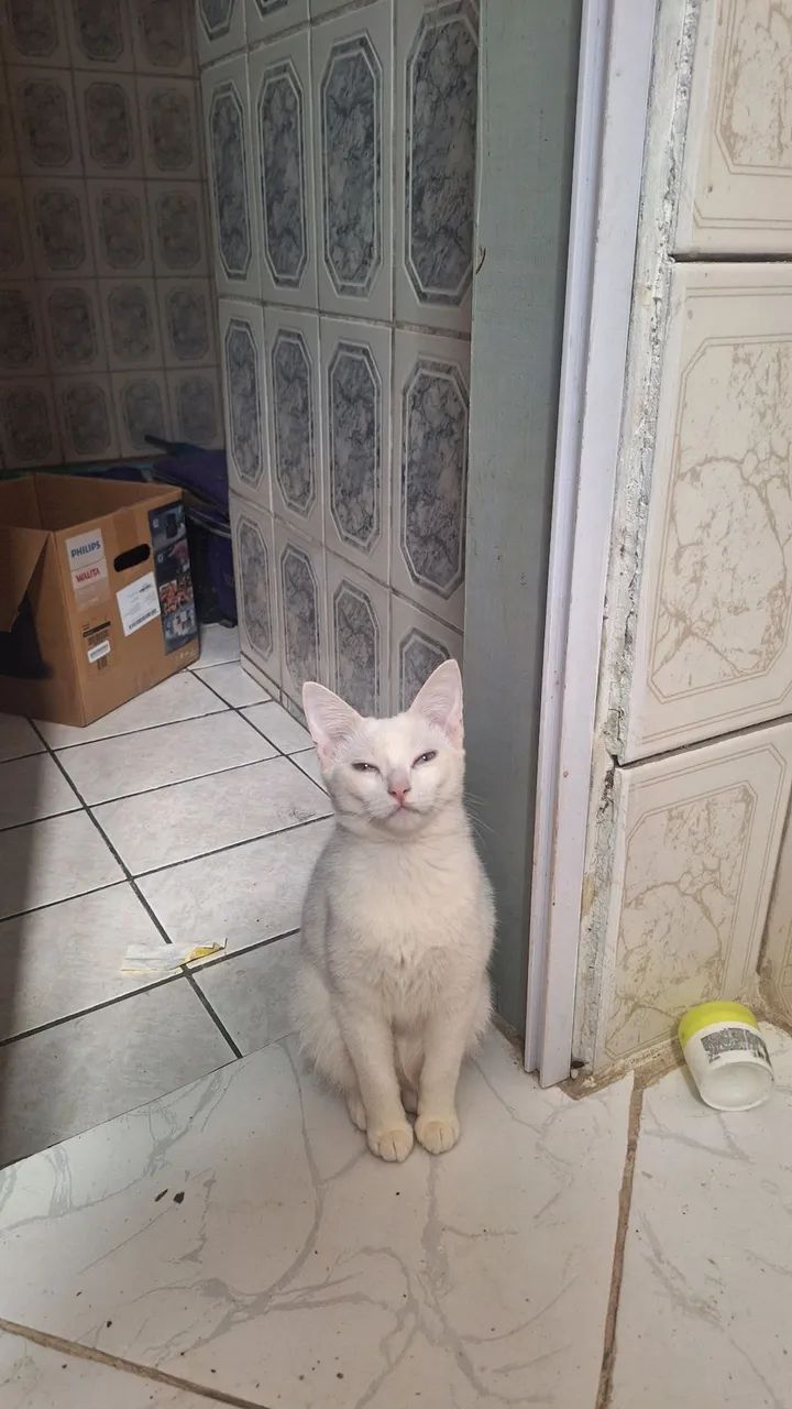 DOA-SE GATA490878091553024002