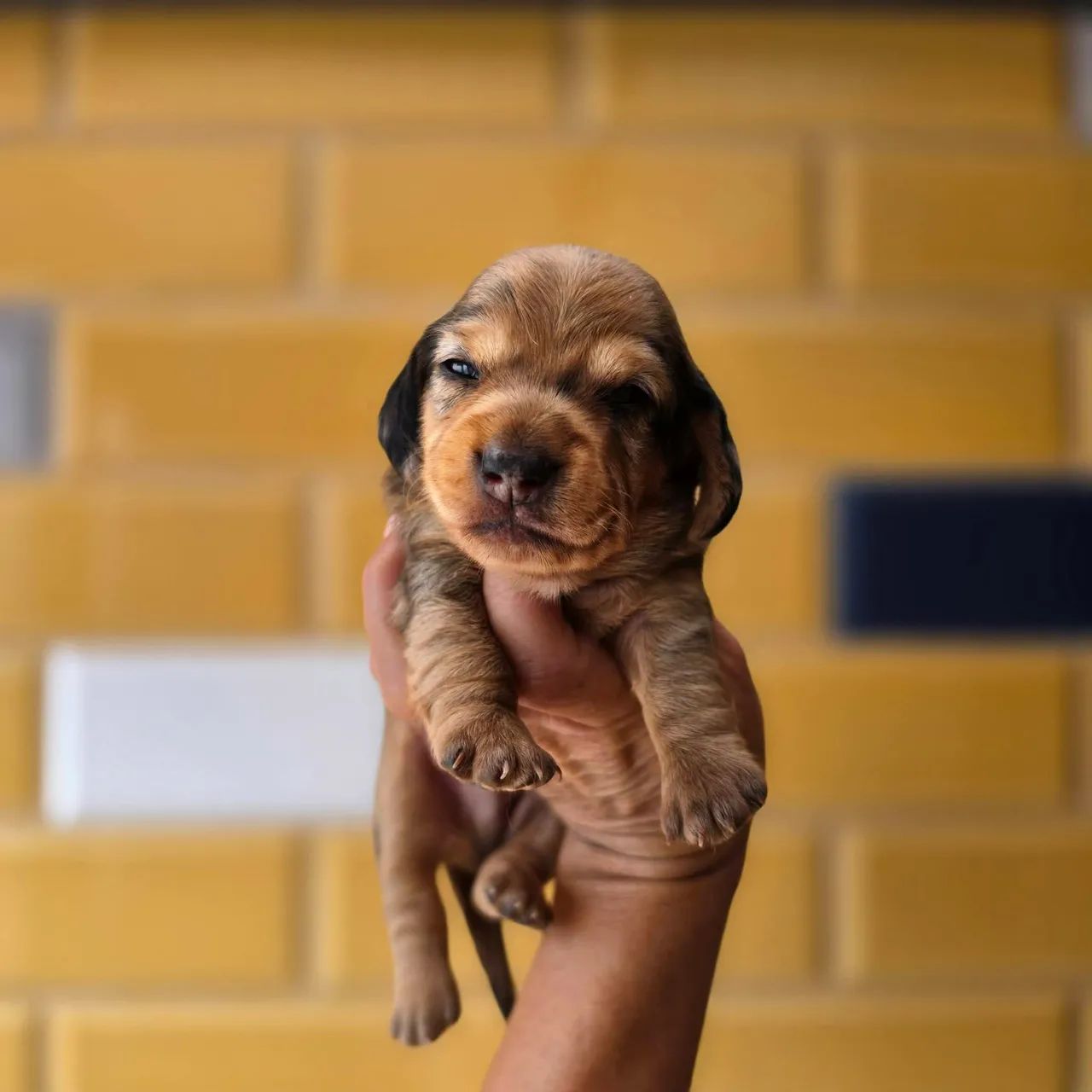 Dachshunds  - Foto 3