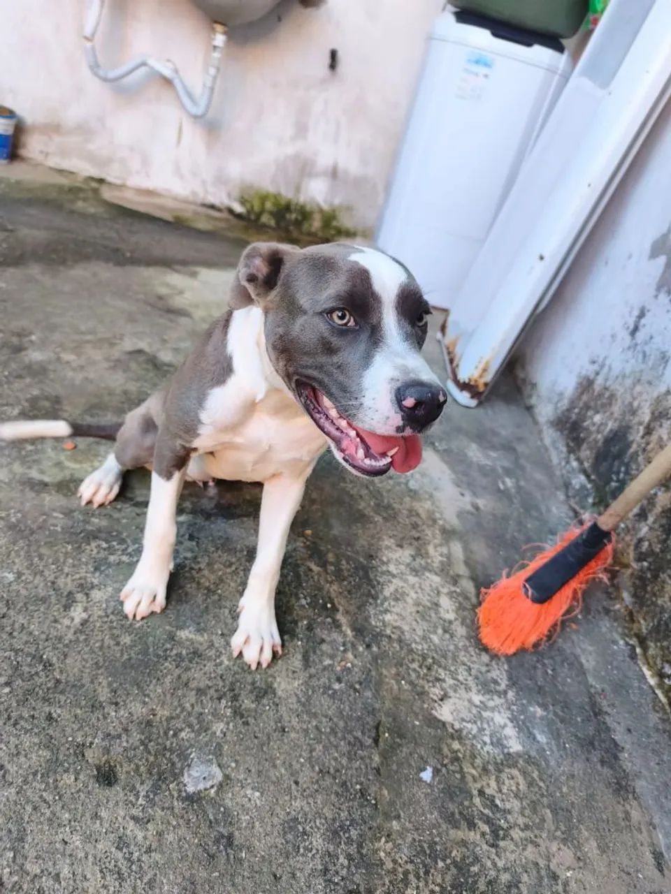 Filhote de pitbull 