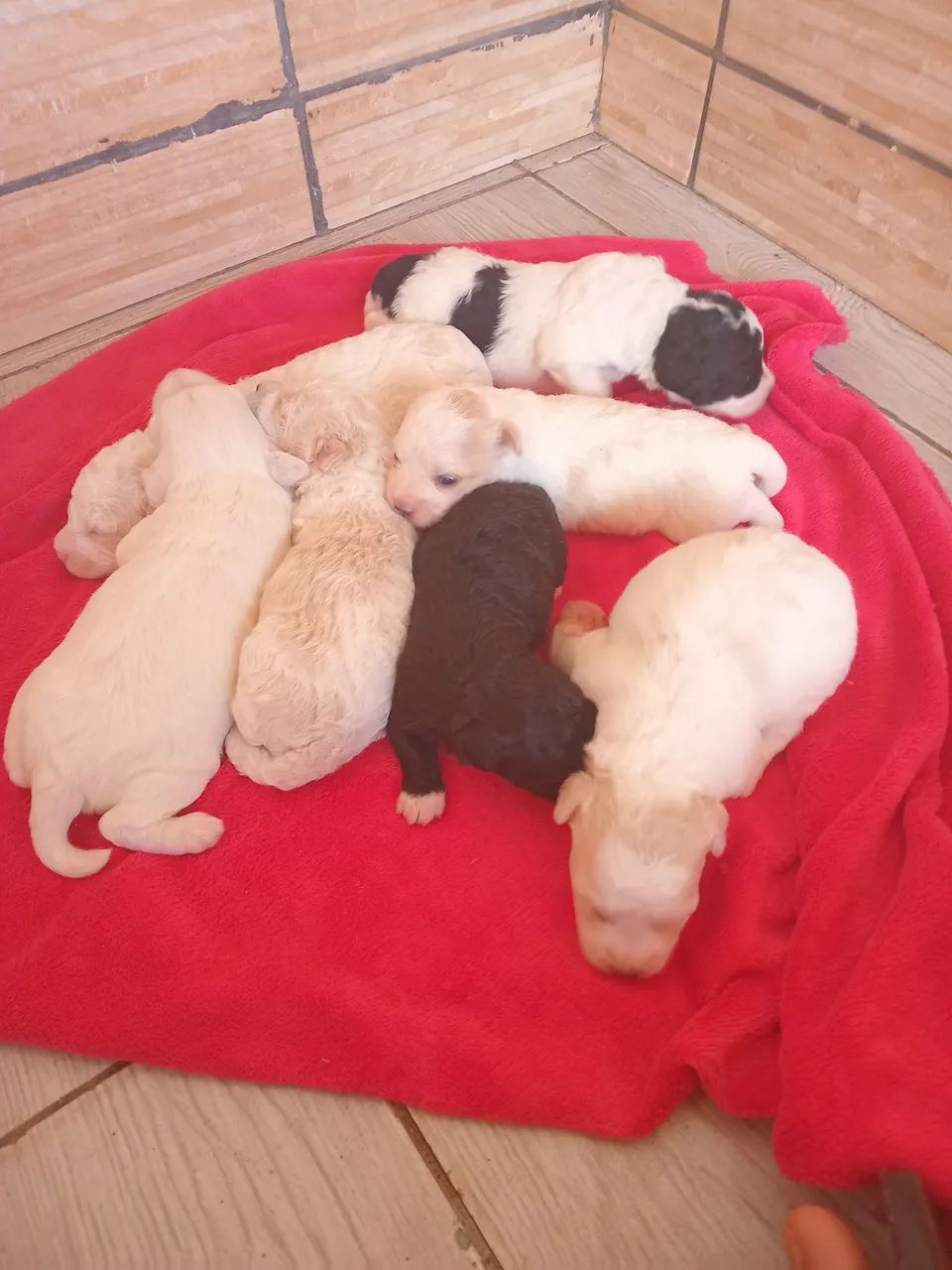 Filhotes De poodles - Foto 4