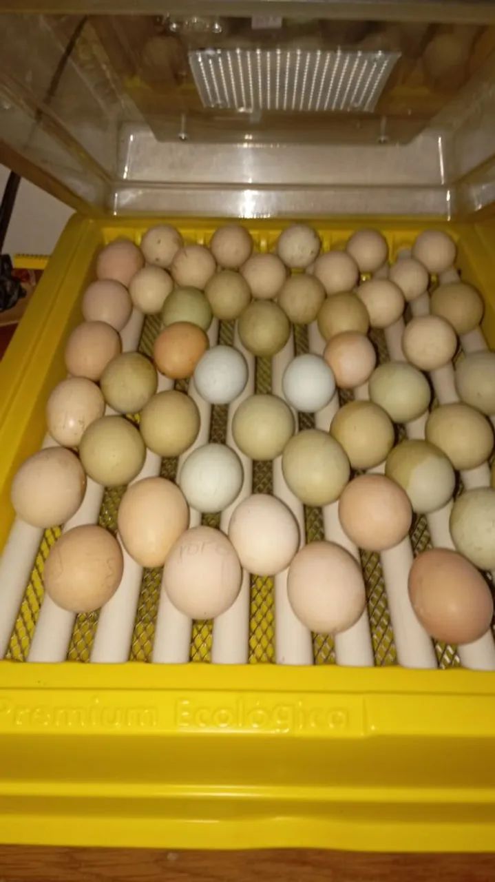 Vendas de pintos - Foto 4